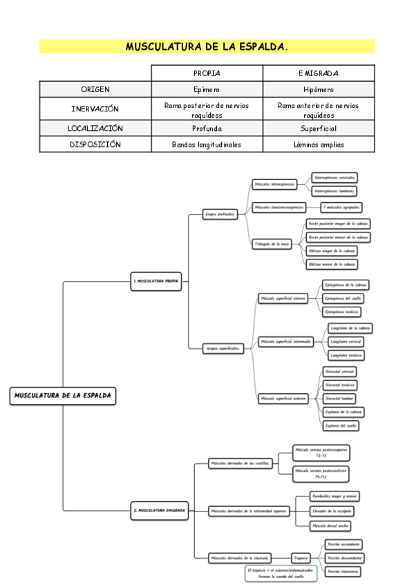 Miniatura del documento Esquema Musculatura-de-la-espalda..pdf