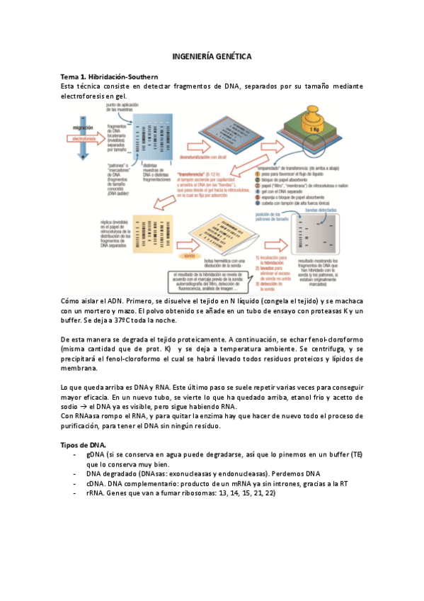 Miniatura del documento Ingenieria-genetica.pdf