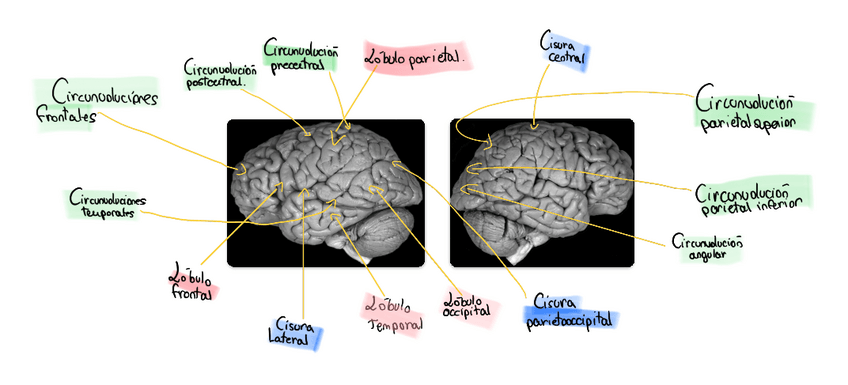 Miniatura del documento Lobulos-hemisferios-cerebrales.pdf