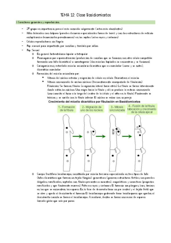 Miniatura del documento TEMA-12-Botanica-I.pdf