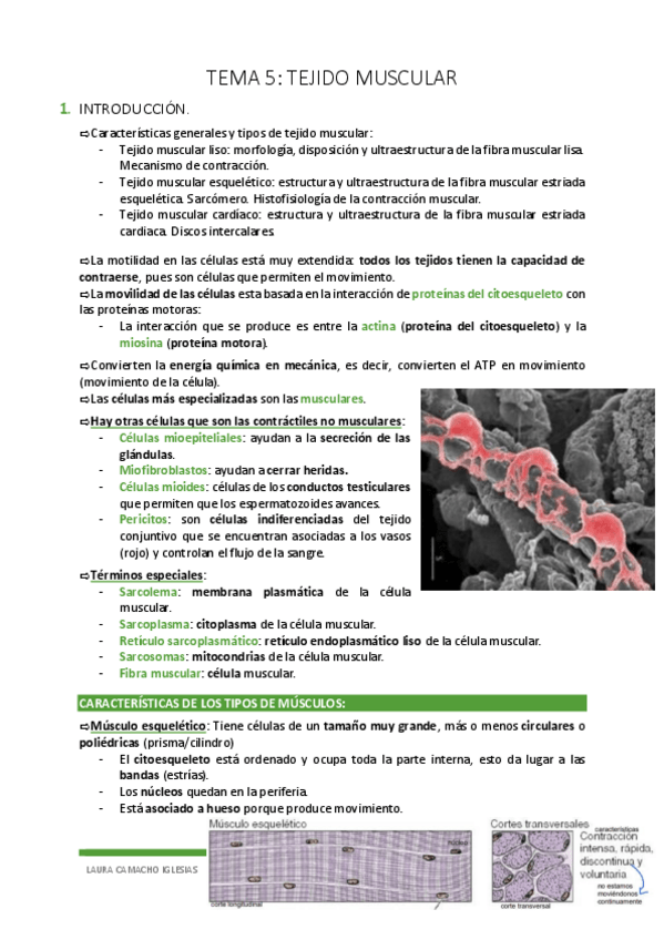 Miniatura del documento TEMA-5.-TEJIDO-MUSCULAR.pdf