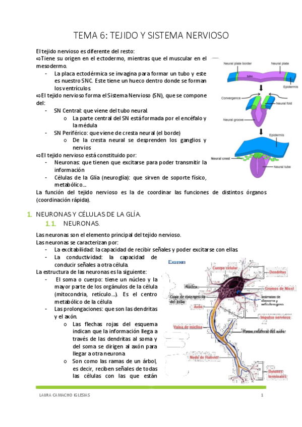 Miniatura del documento TEMA-6-TEJIDO-Y-SISTEMA-NERVIOSO.pdf