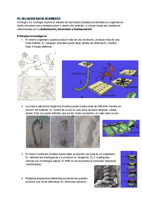 Miniatura del documento P2.-RELACION-BIOTA-SEDIMENTO.pdf