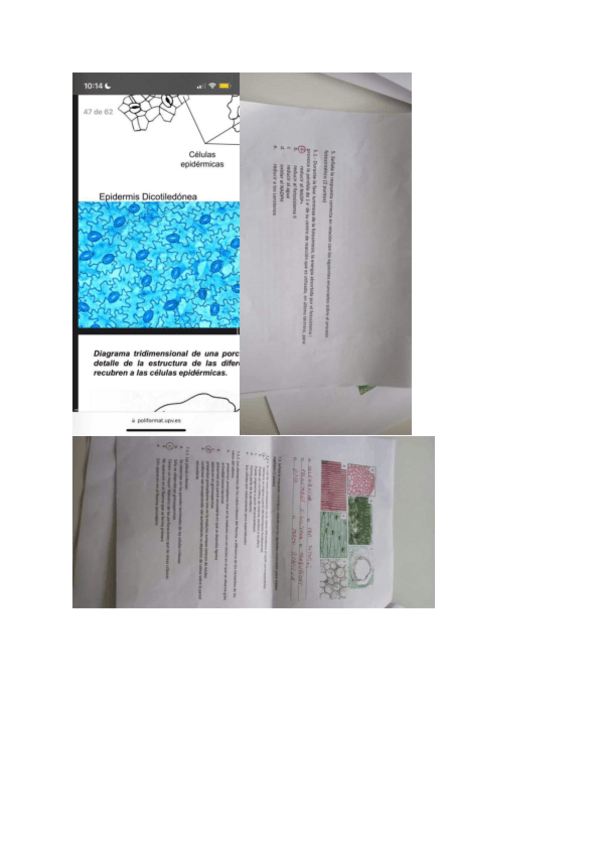 Miniatura del documento examenes-biologia.pdf