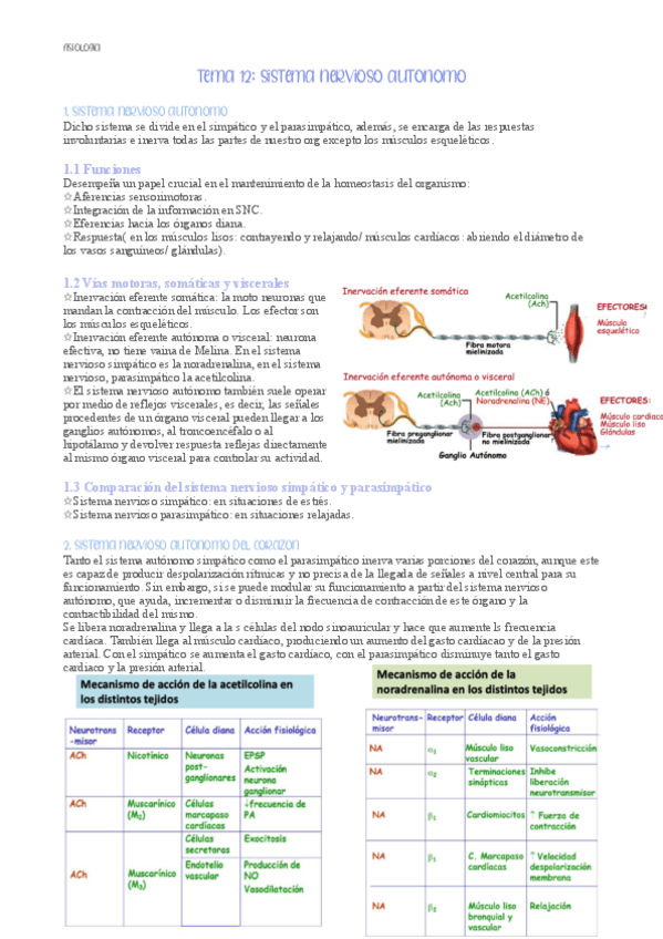Miniatura del documento sistema-nervioso-autonomo.pdf