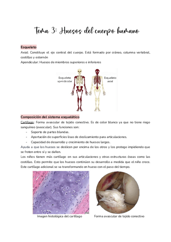 Miniatura del documento Tema-3.-Huesos-del-cuerpo-humano.pdf