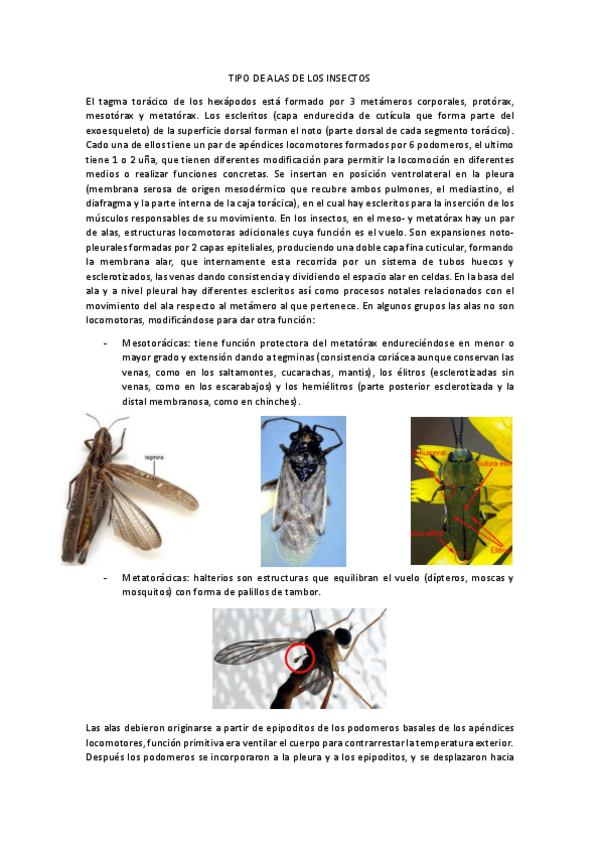 Miniatura del documento TIPOS DE ALAS DE LOS INSECTOS.pdf
