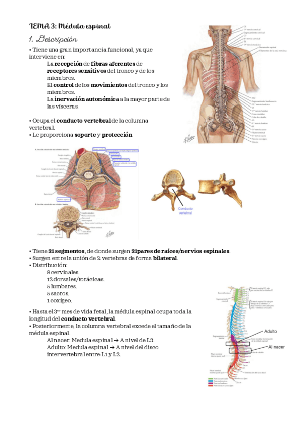 Miniatura del documento PSICOBIOLOGIA-II-TEMA-3.pdf