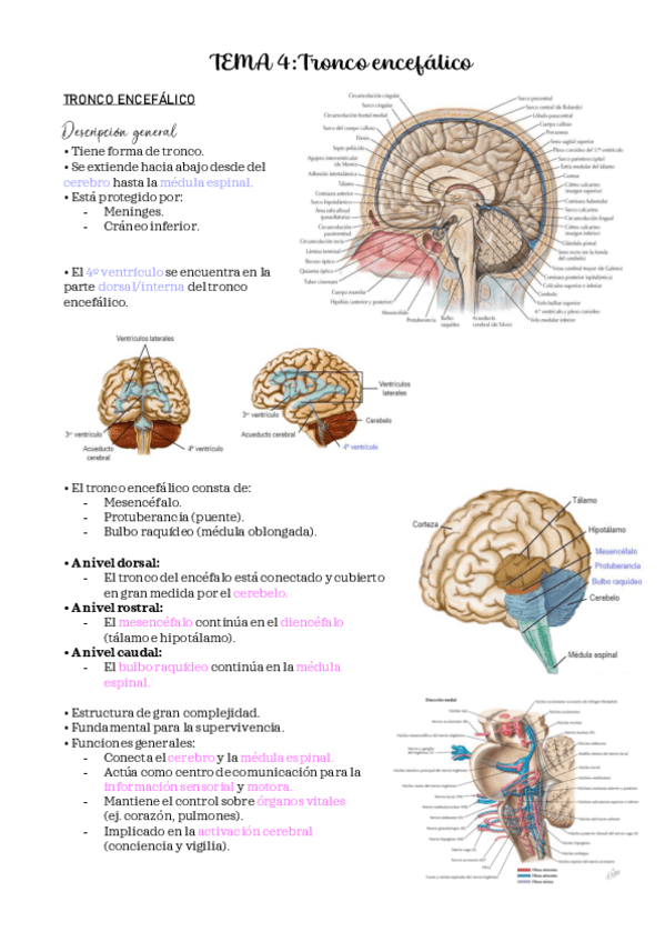 Miniatura del documento PSICOBIOLOGIA-II-TEMAS-4-y-5.pdf