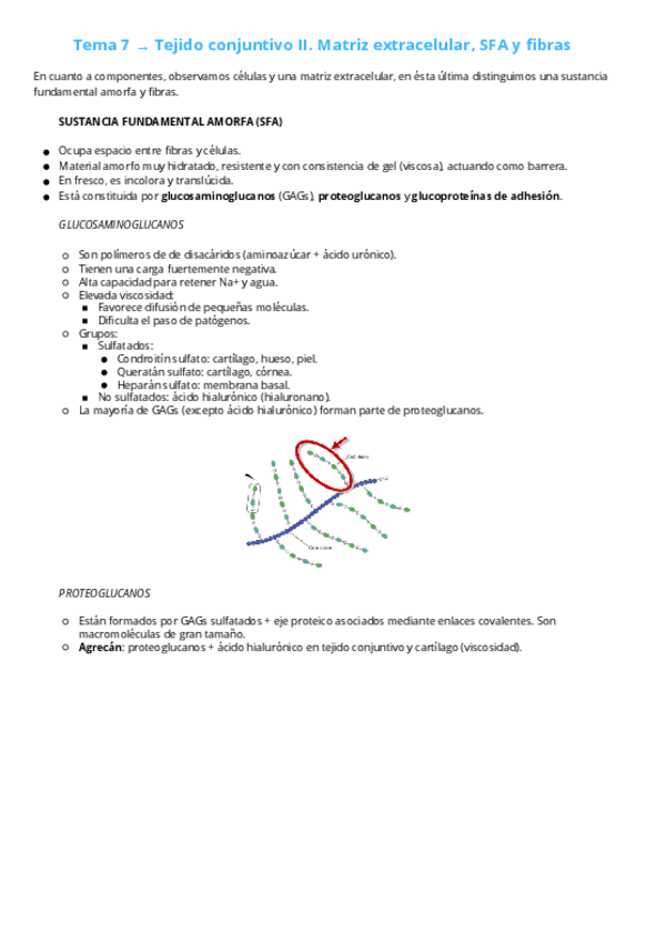Miniatura del documento Tema-7-Tejido-conjuntivo-II.-Matriz-extracelular-SFA-y-fibras.pdf