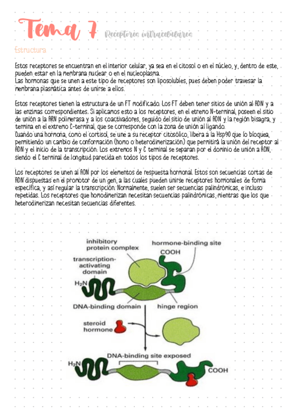 Miniatura del documento Tema-7-Receptores-intracelulares.pdf
