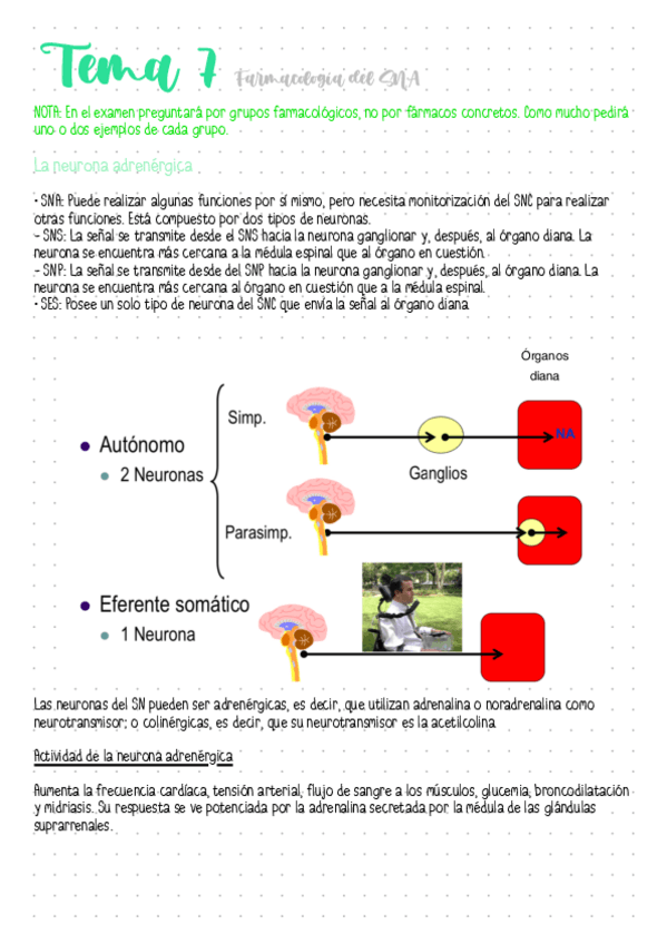 Miniatura del documento Tema-7-Farmacologia-del-SNA.pdf