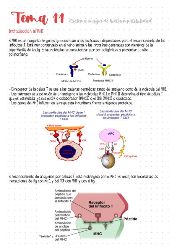 Miniatura del documento Tema-11-Sistema-mayor-de-histocompatibilidad.pdf
