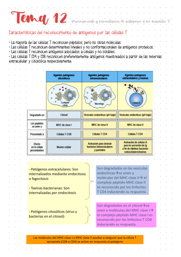 Miniatura del documento Tema-12-Procesamiento-y-presentacion-de-antigenos-a-los-linfocitos-T.pdf