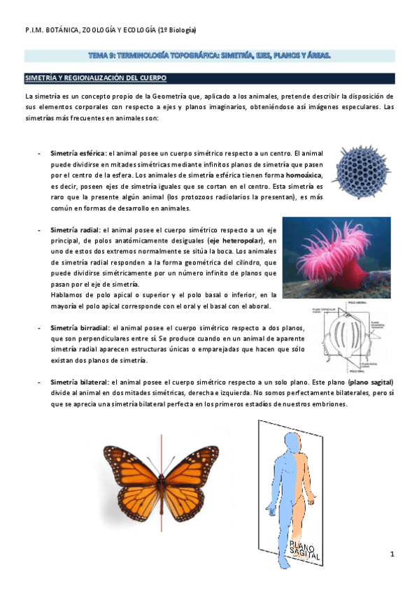 Miniatura del documento Tema 09. Terminología Topográfica - Simetría- Ejes, Planos Y Áreas..pdf