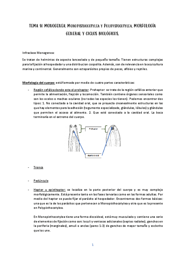 Miniatura del documento tema-10-Monogenea.pdf