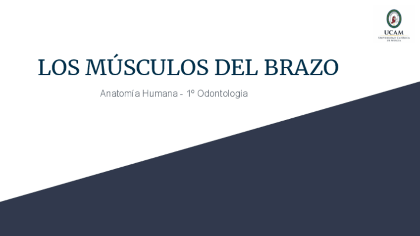 Miniatura del documento PRESENTACION-ANATOMIA-MUSCULOS-DEL-BRAZO.pdf