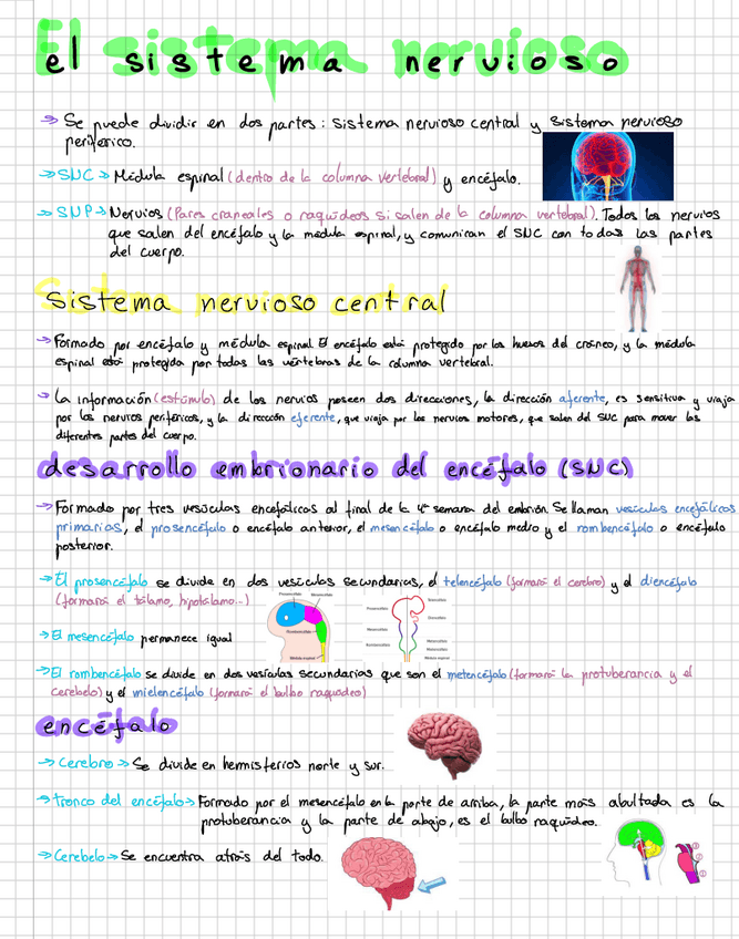 Miniatura del documento Morfologia-Humana-sistema-nervioso.pdf