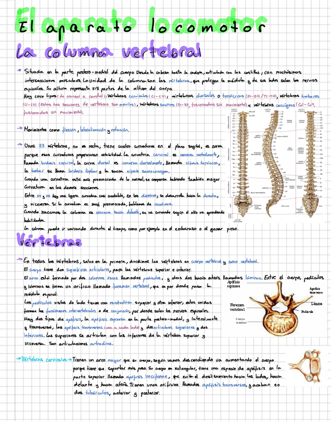 Miniatura del documento Morfologia-Humana-aparato-locomotor-1.pdf