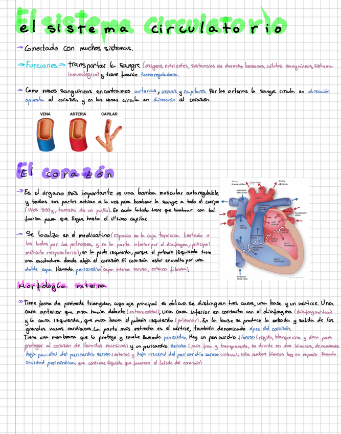 Miniatura del documento Morfologia-Humana-sistema-circulatorio.pdf