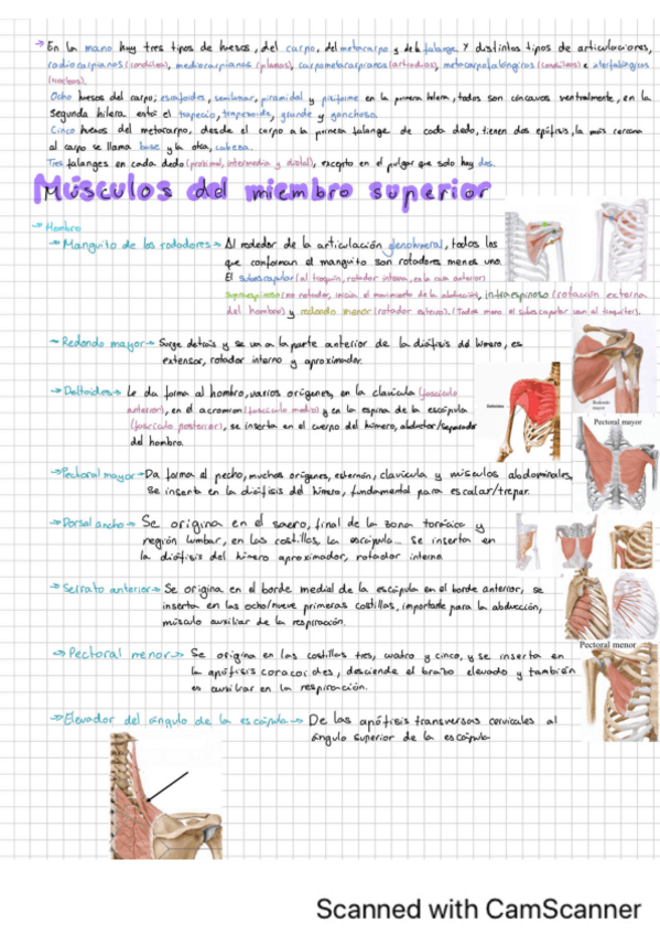 Miniatura del documento Morfologia-Humana-aparato-locomotor-2.pdf