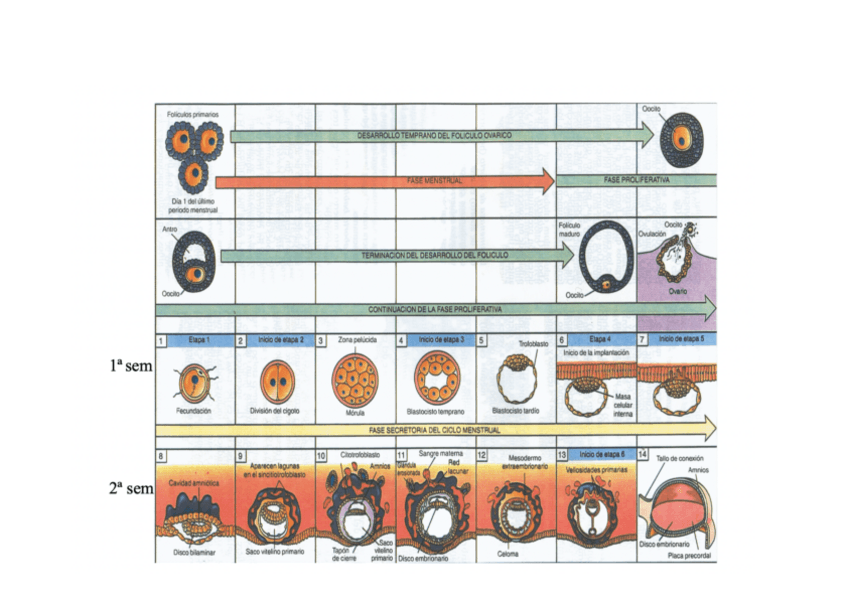 Miniatura del documento EMBRIOLOGIA.pdf