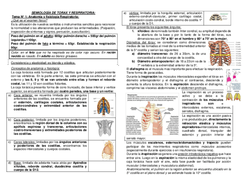 Miniatura del documento Semiologia-Respiratoria.pdf
