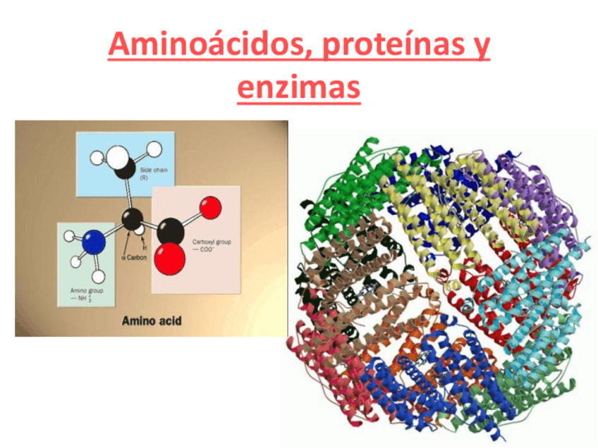 Miniatura del documento Tema-4-Aminoacidos-proteinas-y-enzimas.pdf