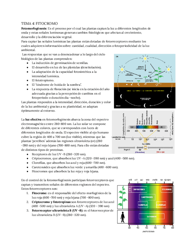 Miniatura del documento TEMA-4-FITOCROMO.pdf