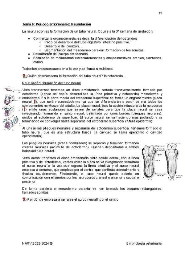 Miniatura del documento Embriologia-parte-2-periodo-embrionario-y-organogenesis-temas-6-9.pdf