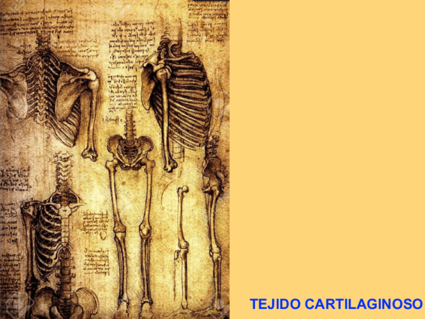 Miniatura del documento 2022SEMINARIOtejidoCartilaginoso-sin-anotaciones2022-23.pdf