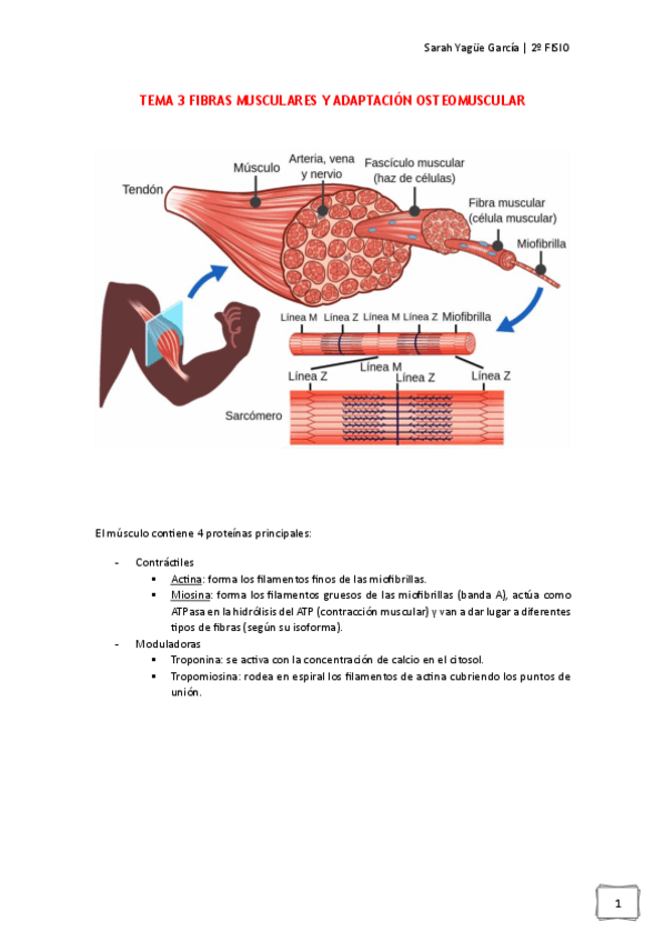 Miniatura del documento Tema3-Fibras-musc-y-adaptacion-osteomuscular-Sarah-Yague.pdf
