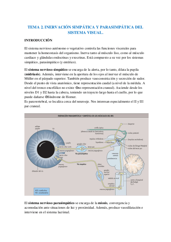 Miniatura del documento T2.-Inervacion-simpatica-y-parasimpatica-del-sistema-visual-1.pdf