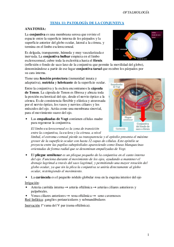 Miniatura del documento T11-Patologia-de-la-conjuntiva.pdf