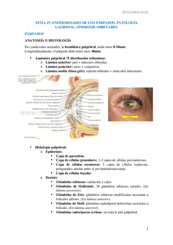 Miniatura del documento T15-Patologia-parpebral-lagrimal-y-SD.pdf