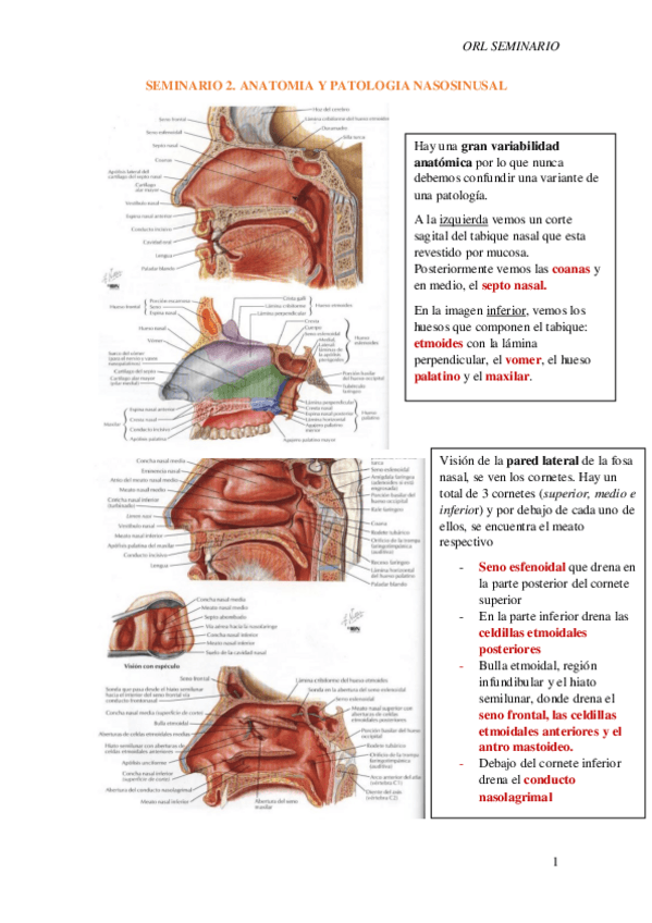 Miniatura del documento S2.-Imagen-en-ORL-nariz-y-senos-paranasales.pdf