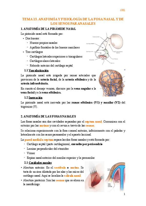 Miniatura del documento Tema-13.-Anatomia-y-fisiologia-de-la-fosa-nasal-y-de-los-senos-paranasales.pdf