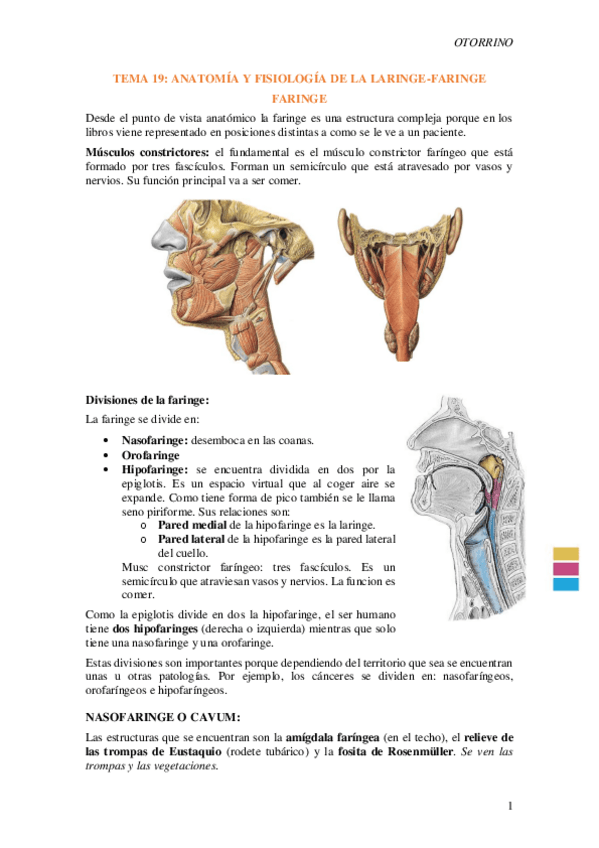 Miniatura del documento Tema-19.-Anatomia-y-fisiologia-de-la-laringe-faringe.pdf