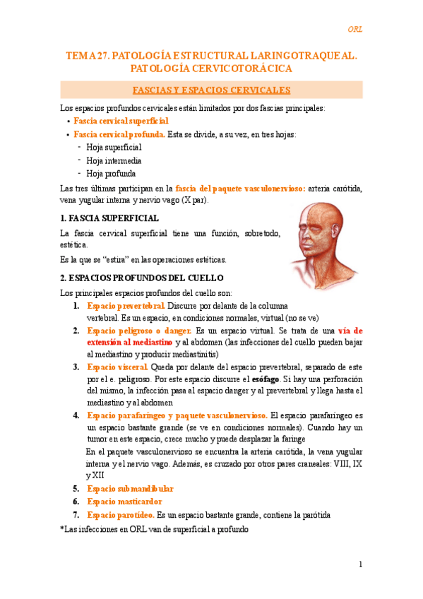 Miniatura del documento Tema-27-Patologia-estructural-laringotraqueal.-Patologia-cervicotoracica.pdf