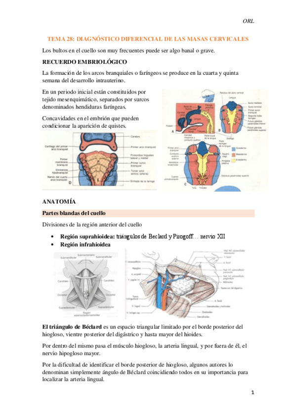 Miniatura del documento Tema-28-Diagnostico-diferencial-de-las-masas-cervicales.pdf