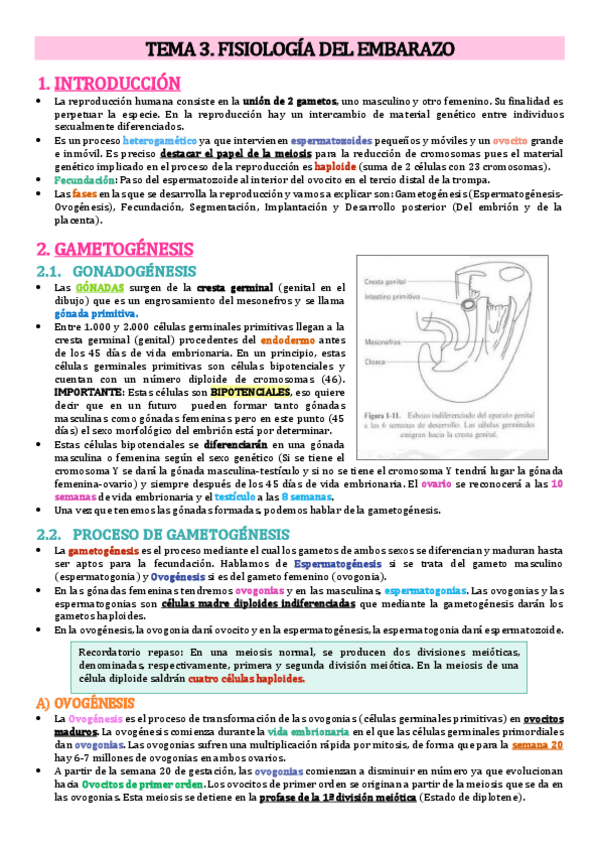 Miniatura del documento Tema-3.-Fisiologia-del-embarazo.pdf