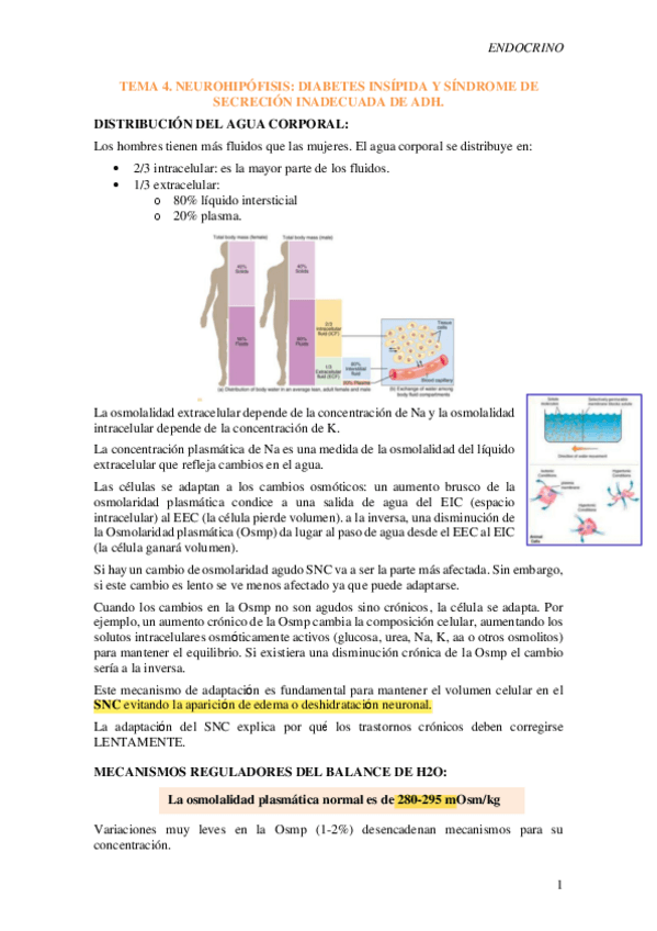 Miniatura del documento Tema-4-Neurohipofisis.-Diabete-insipida-y-sindrome-de-secrecion-inadecuada-de-ADH.pdf
