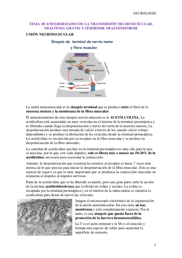 Miniatura del documento T20-Enfermedades-de-la-union-neuromuscular.pdf