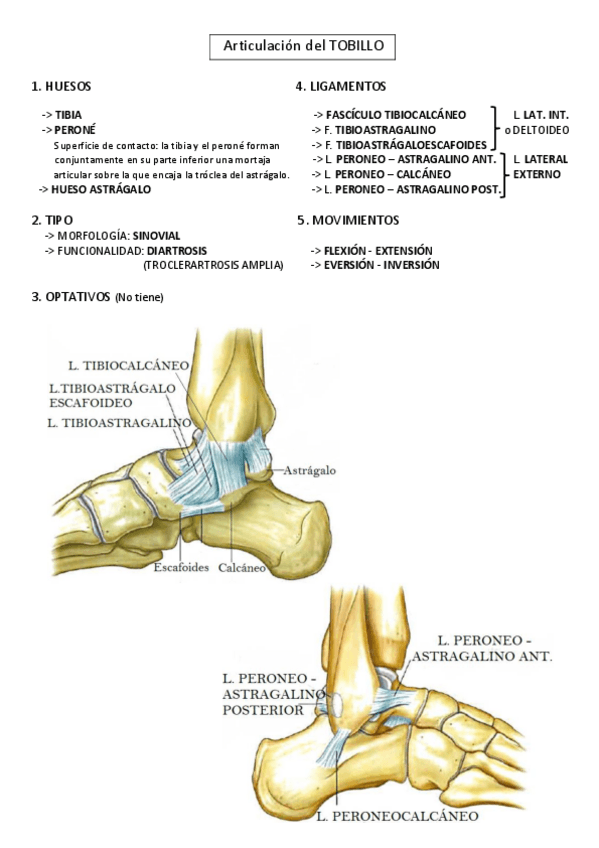 Miniatura del documento Articulacion-del-tobillo.pdf