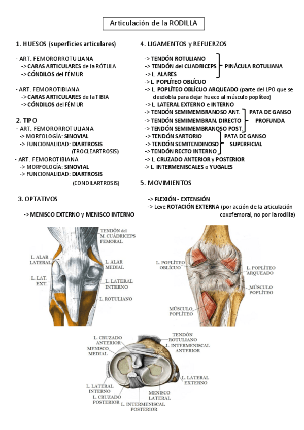 Miniatura del documento Articulacion-de-la-rodilla.pdf