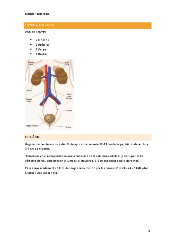Miniatura del documento SISTEMA-URINARIO-APUNTES.pdf