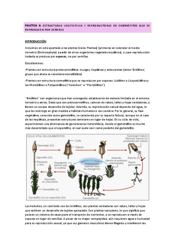 Miniatura del documento Practica-4.-Protocormofitos-y-cormofitos.pdf
