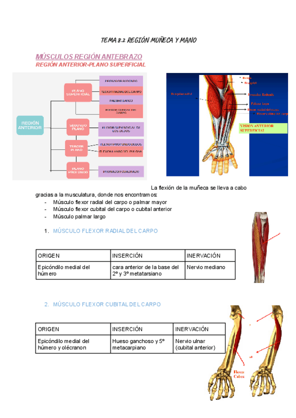 Miniatura del documento TEMA-8.2-ANATOMIA-I.pdf