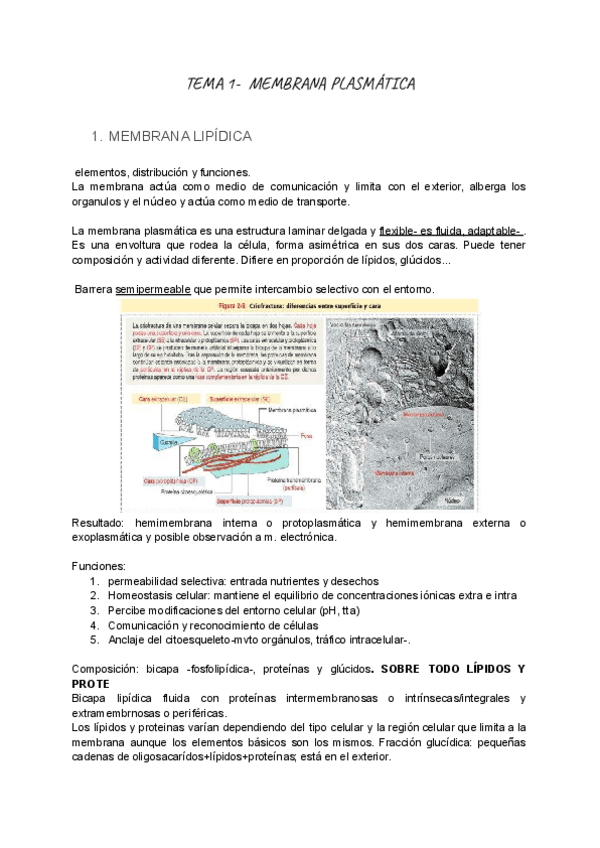 Miniatura del documento BIOLOGIA-CELULAR-TEMA-1.pdf