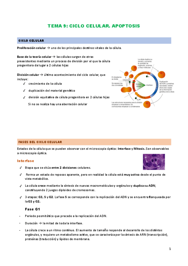 Miniatura del documento TEMA-7.-Ciclo-celular.-Apoptosis.pdf